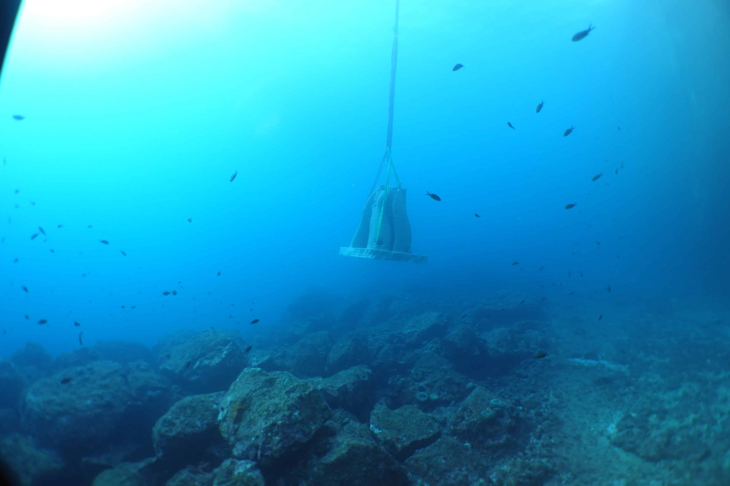 Artificial reef for prince Albert II